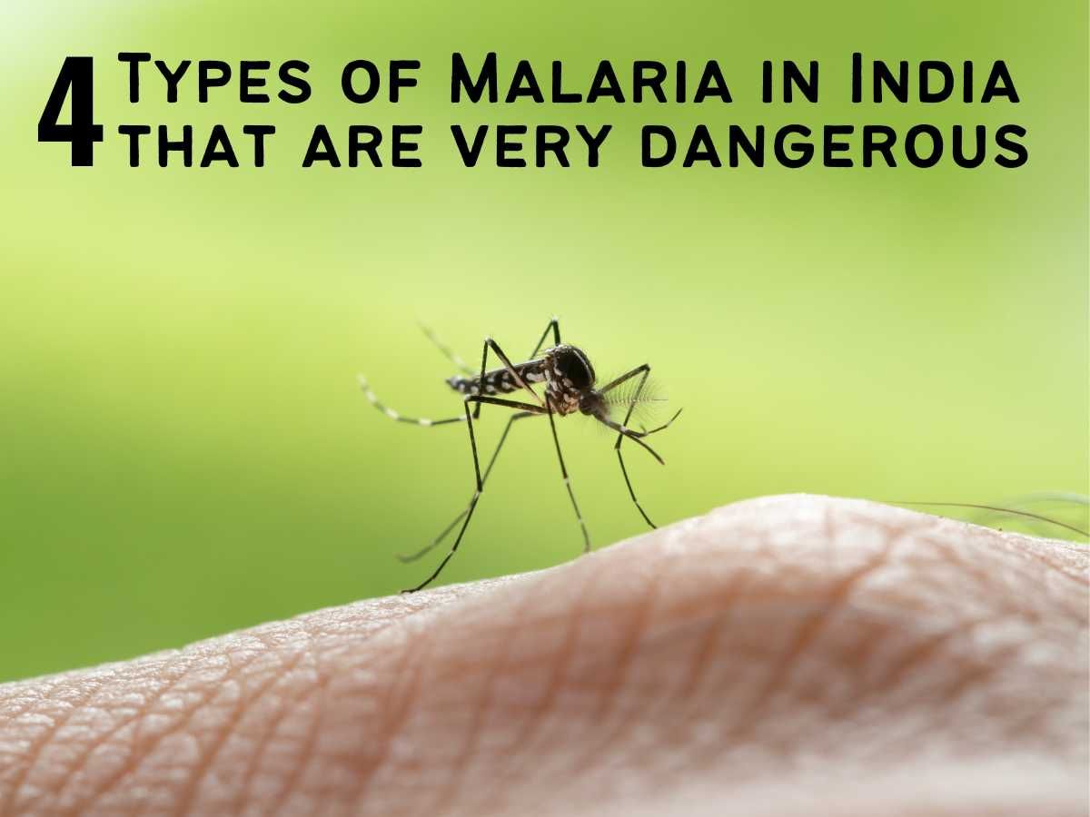 4-Types-of-Malaria-in-India-that-are-very-dangerous.jpg