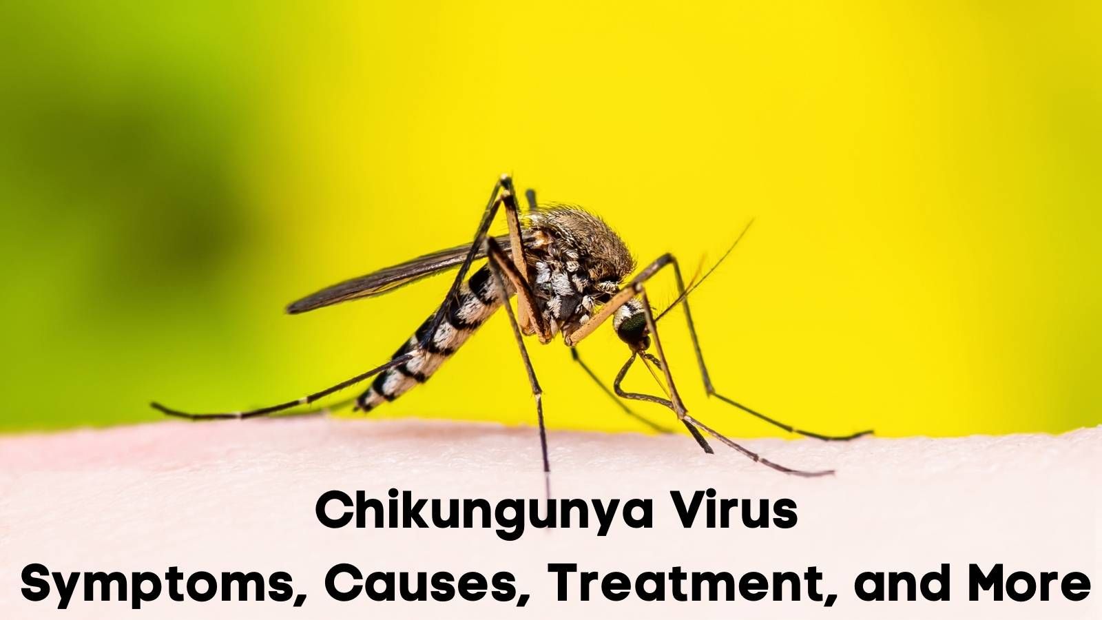 Chikungunya-Virus-Symptoms-Causes-Treatment-and-More.jpg