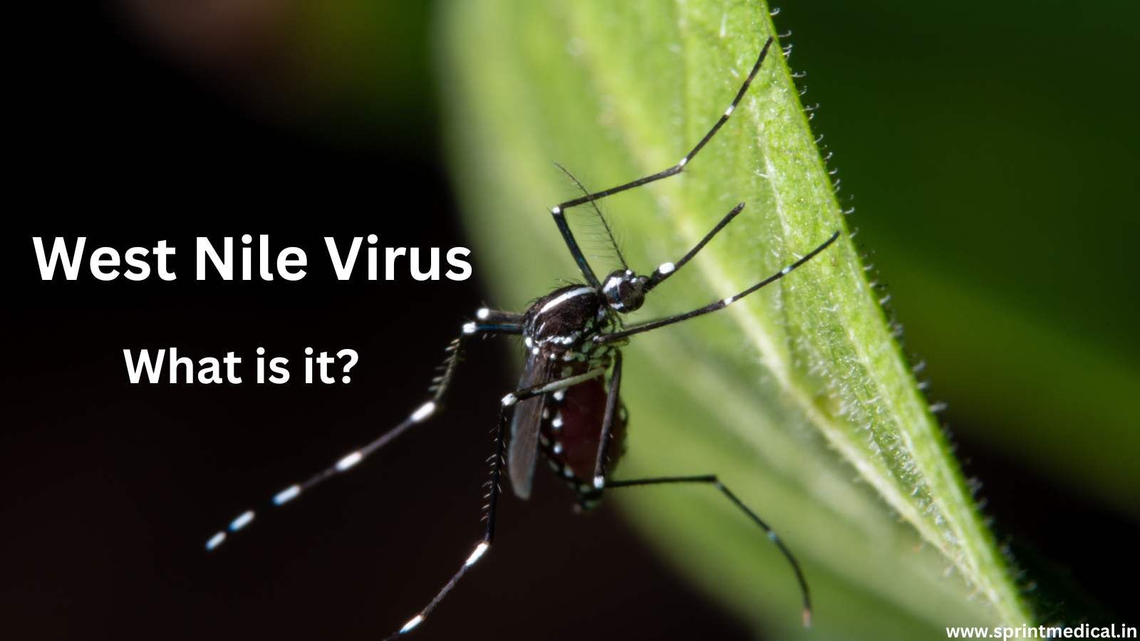 West-Nile-Virus.jpg